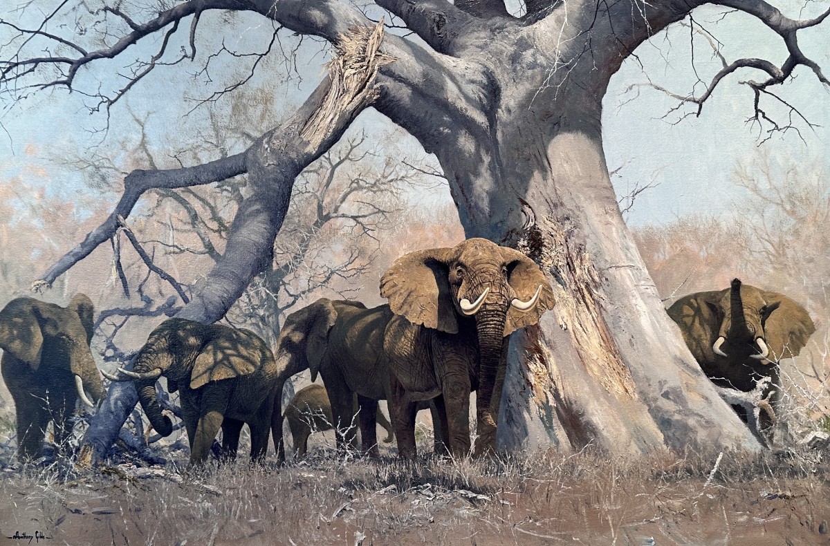 African Elephants under the Baobab