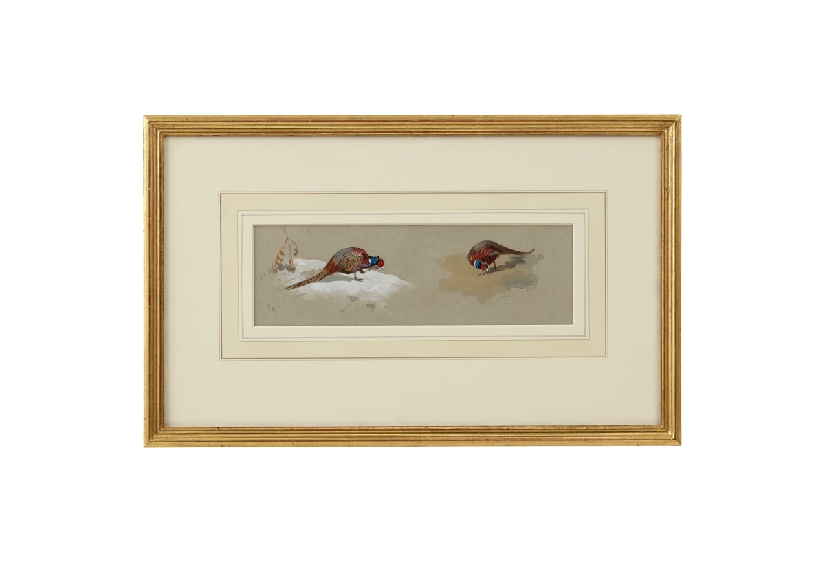 Cock Pheasant Studies