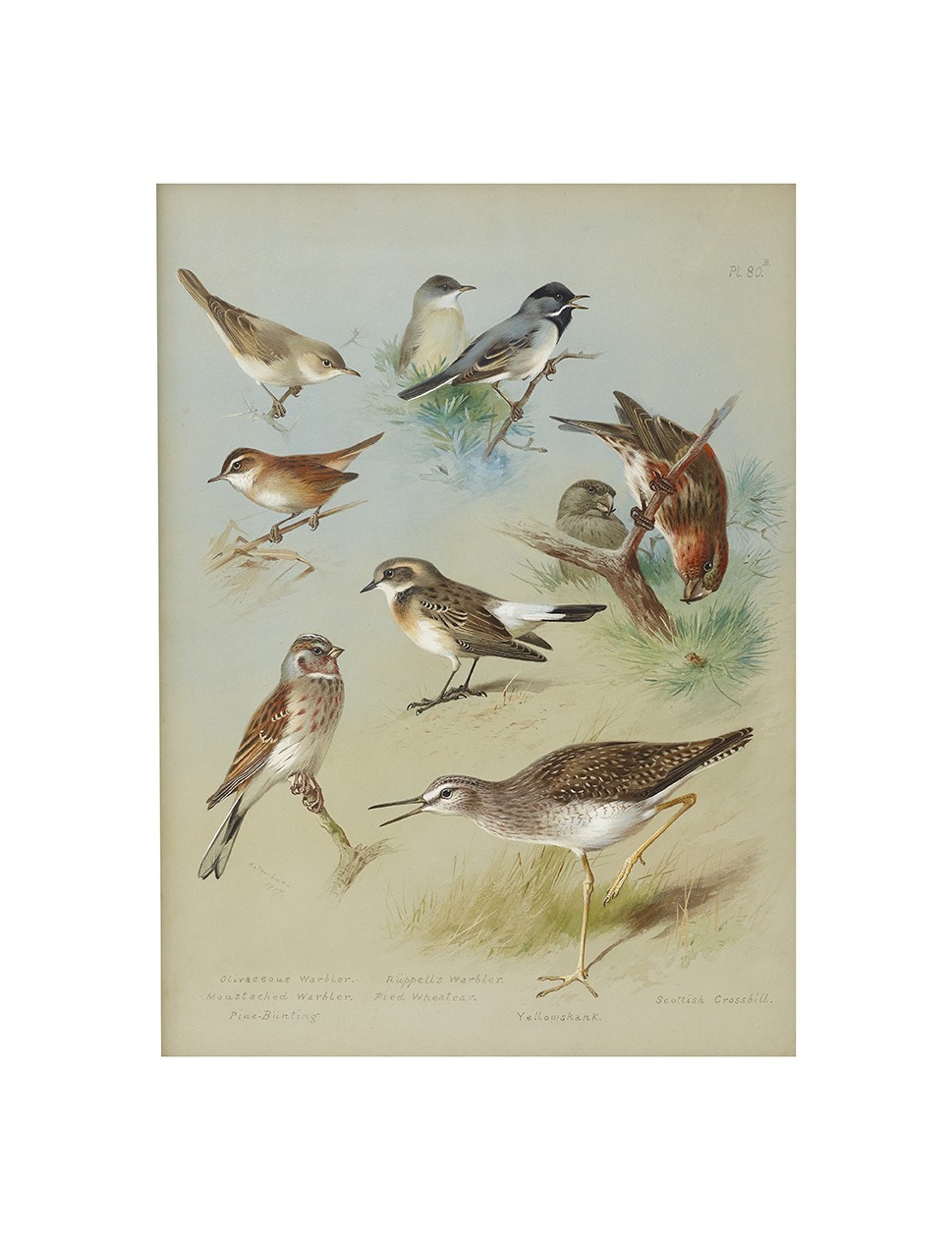 Tribe Emberizidae