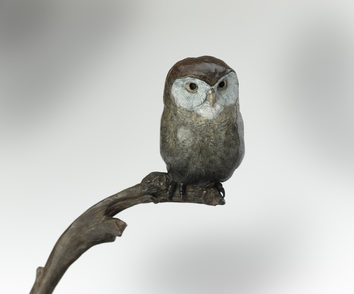 Little Owl