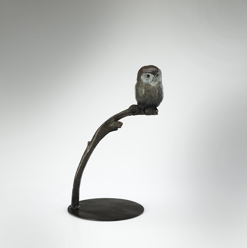 Little Owl