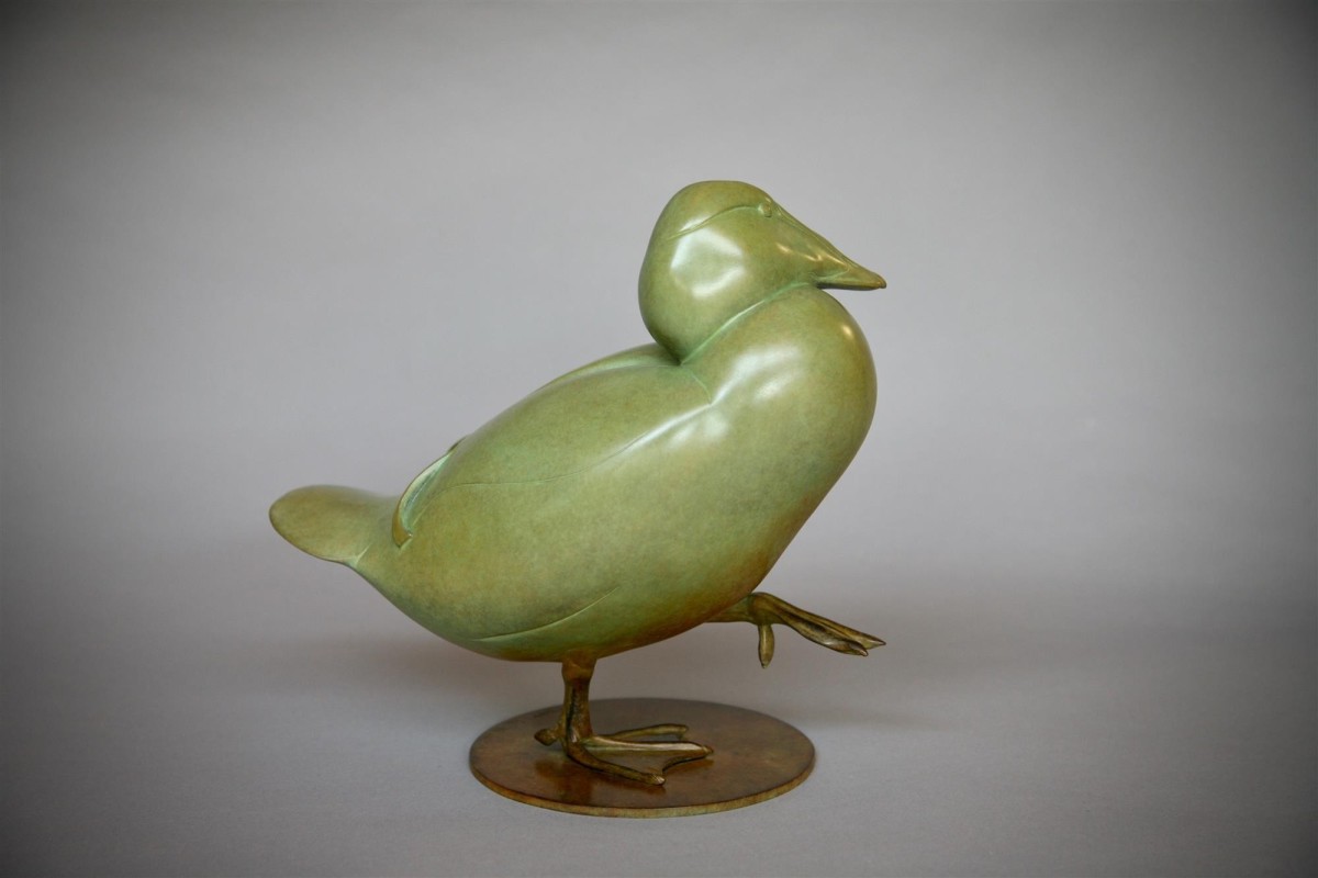 Eider Duck