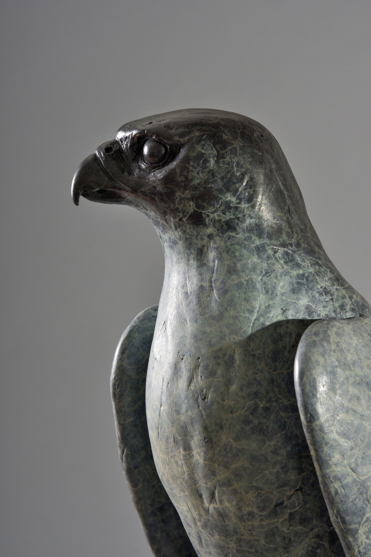 Peregrine Falcon