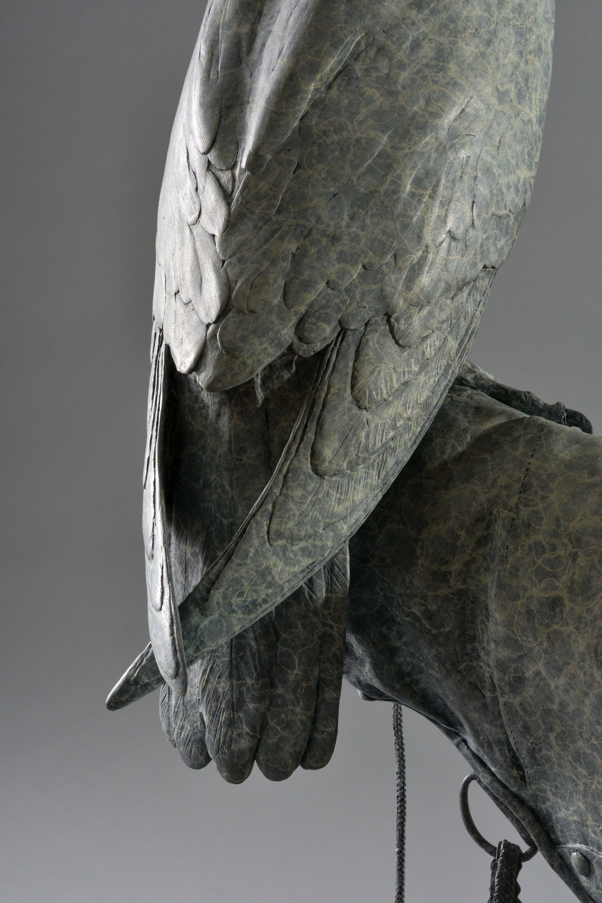 Peregrine Falcon