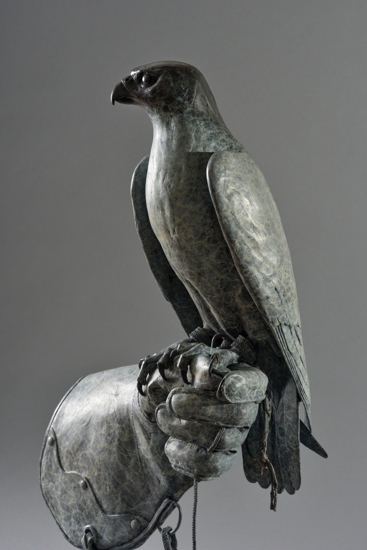 Peregrine Falcon