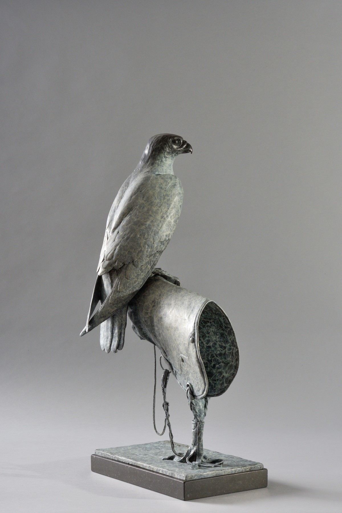 Peregrine Falcon