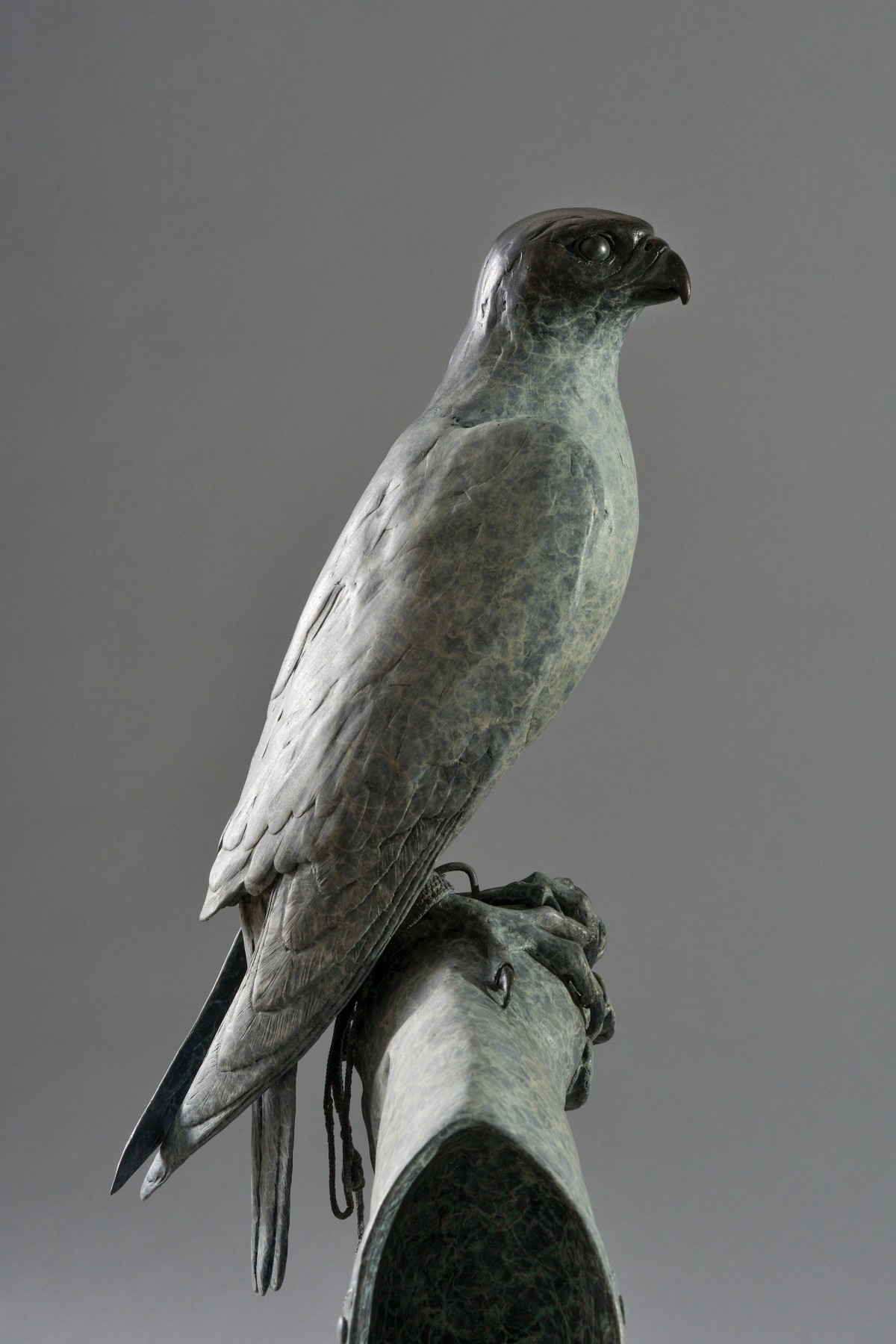 Peregrine Falcon
