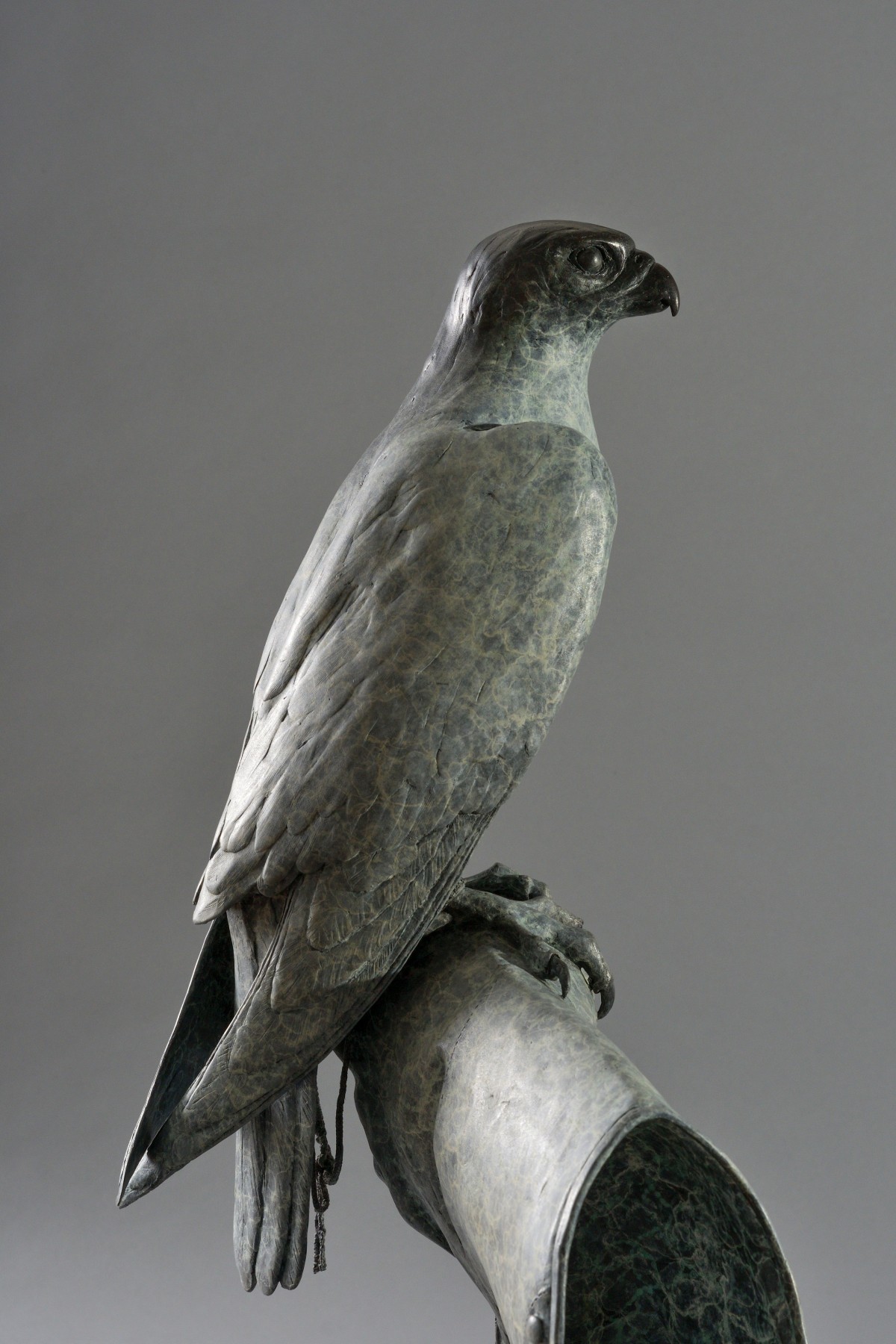 Peregrine Falcon