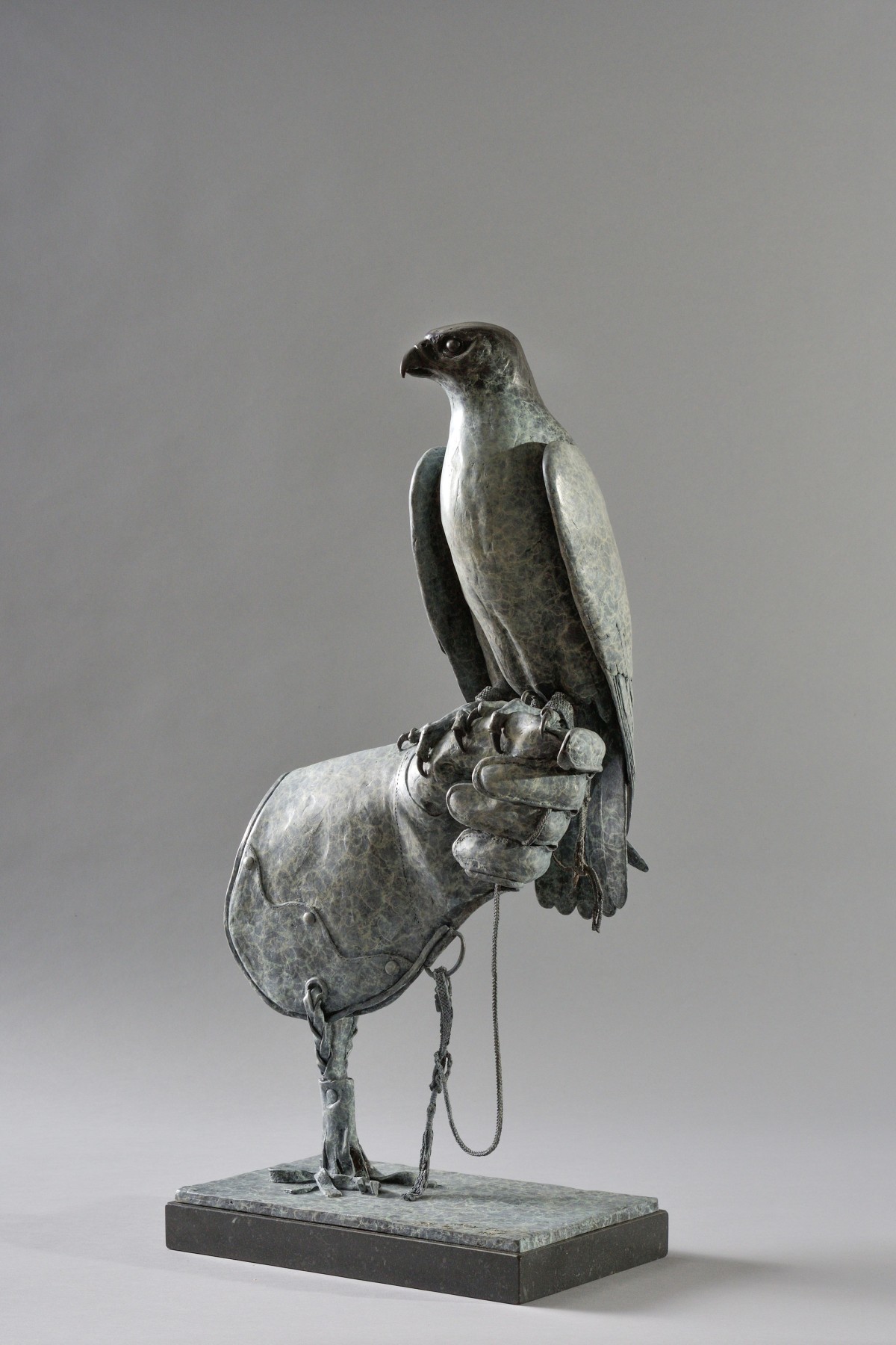 Peregrine Falcon