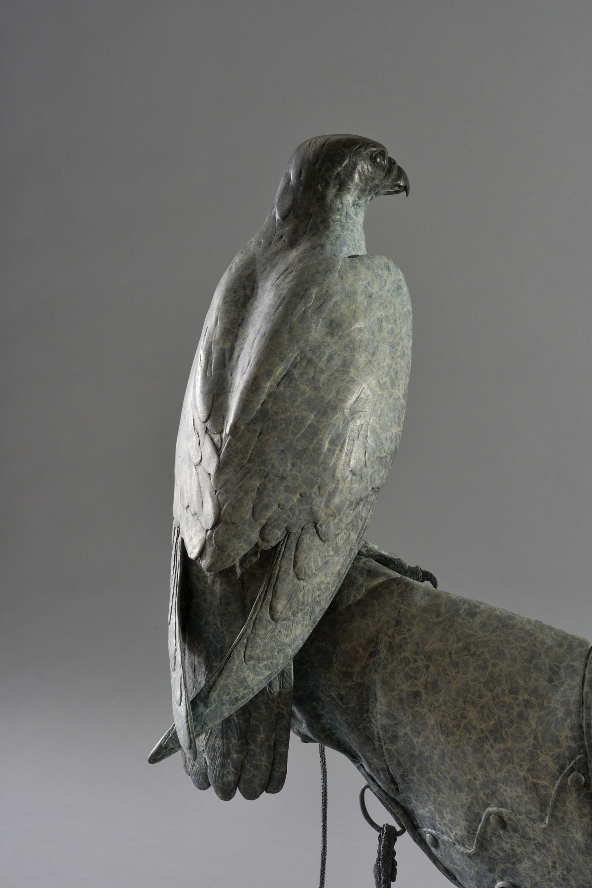 Peregrine Falcon