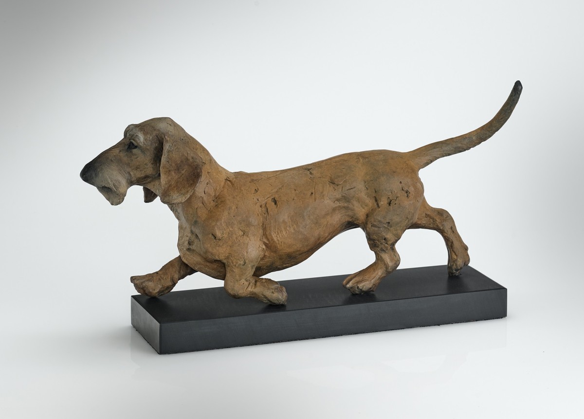 Dachshund