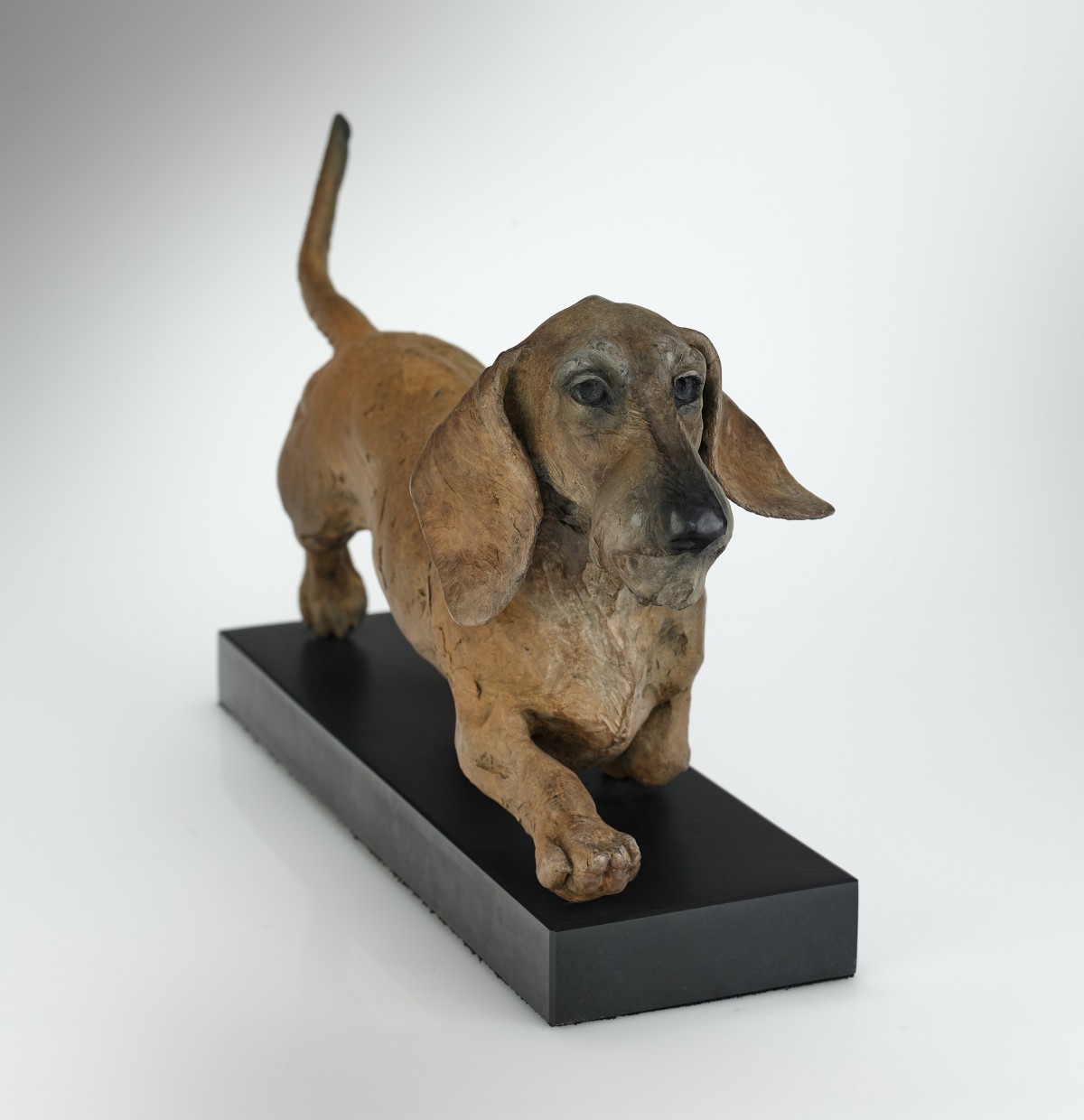 Dachshund