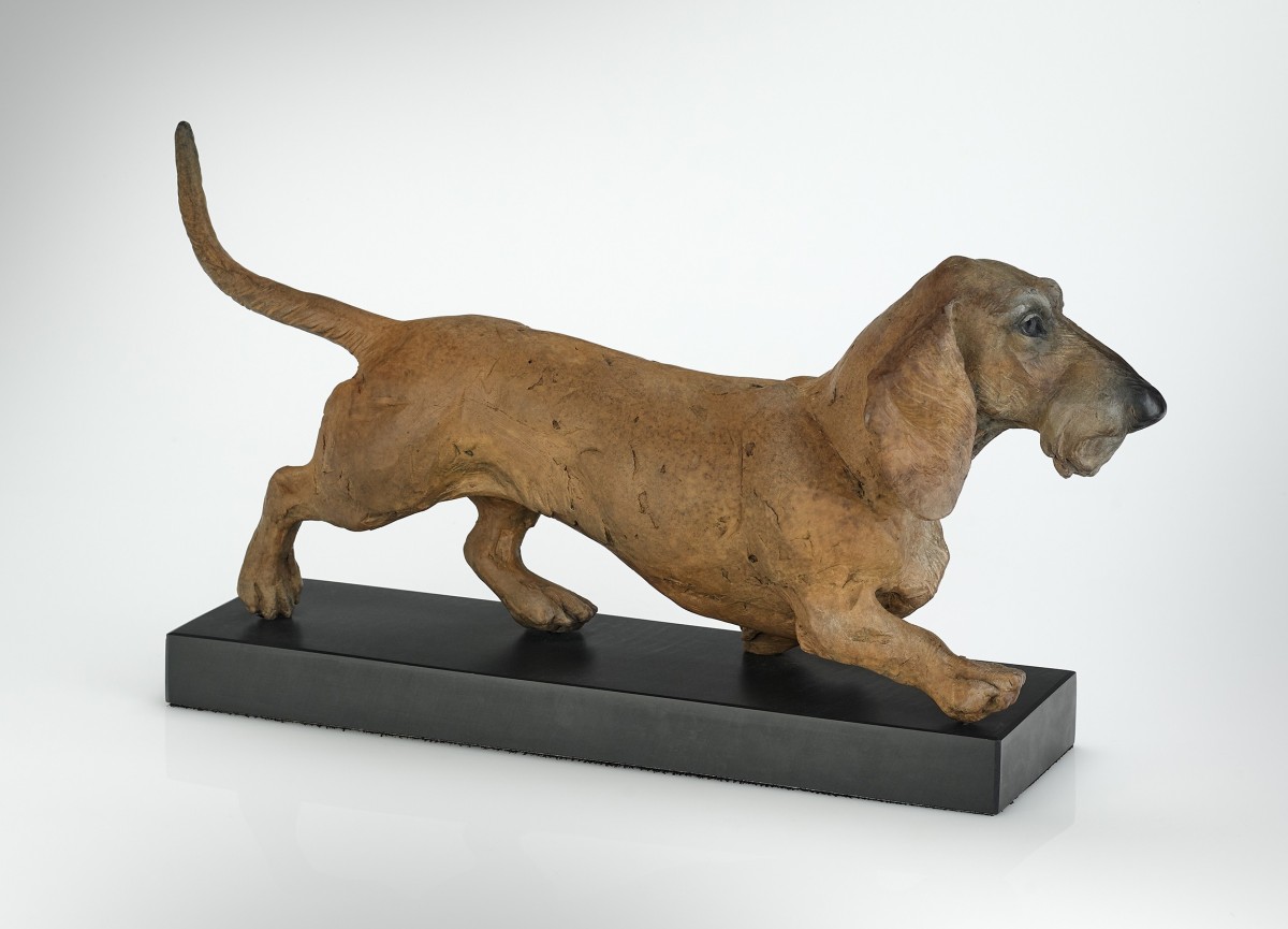Dachshund