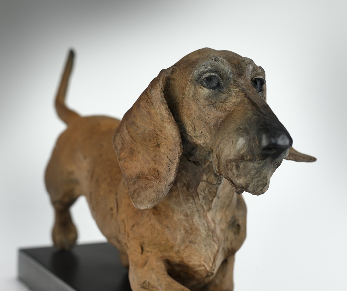 Dachshund