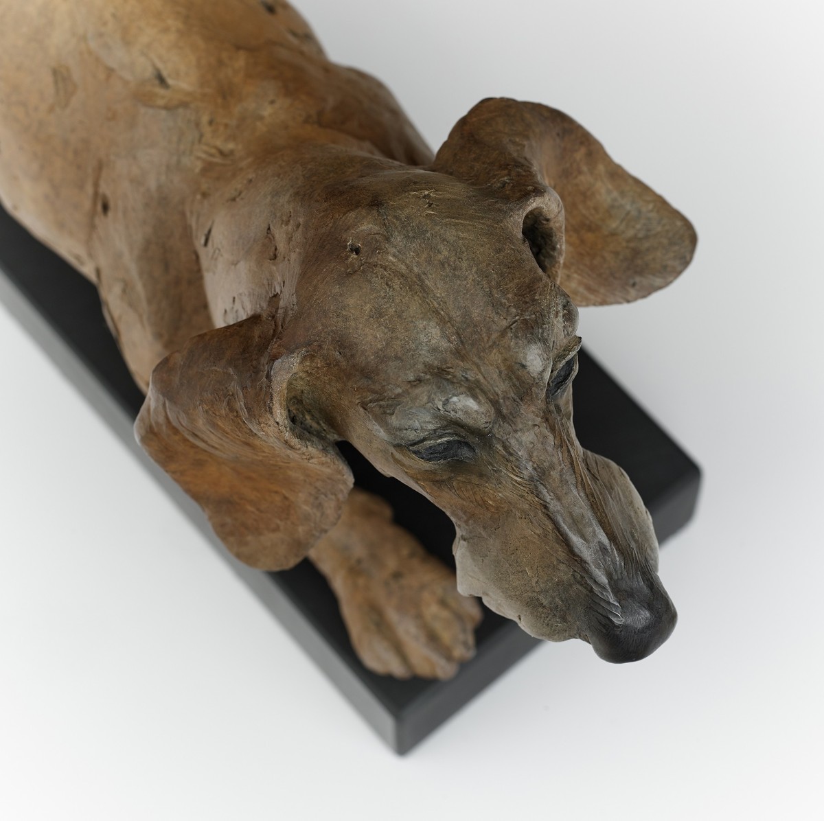 Dachshund