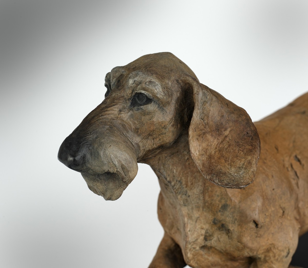 Dachshund