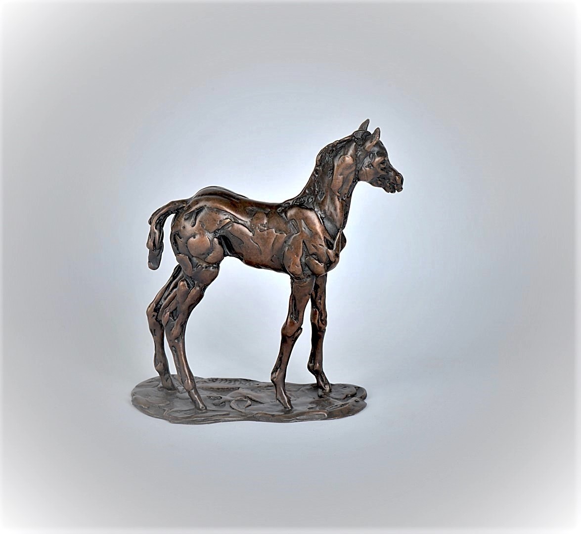 Foal