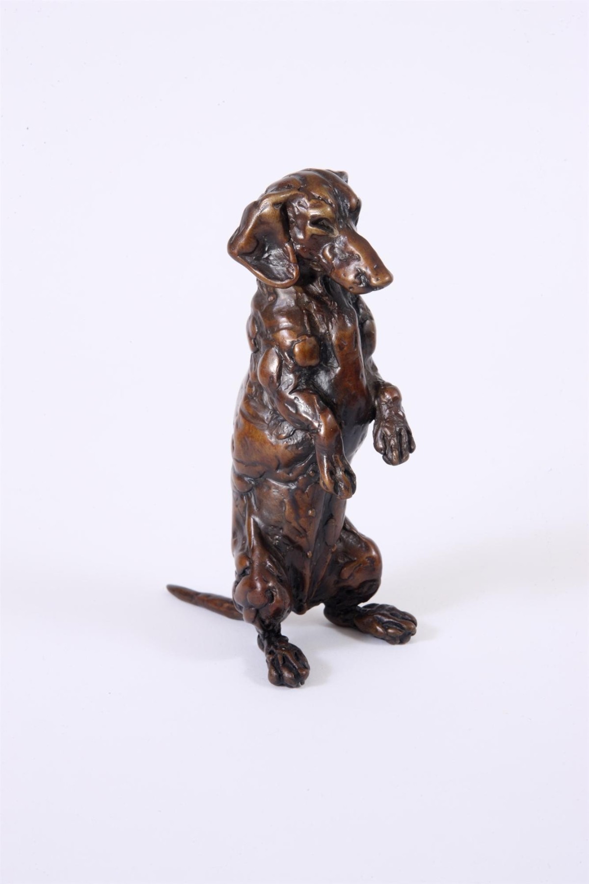 Sitting Dachshund