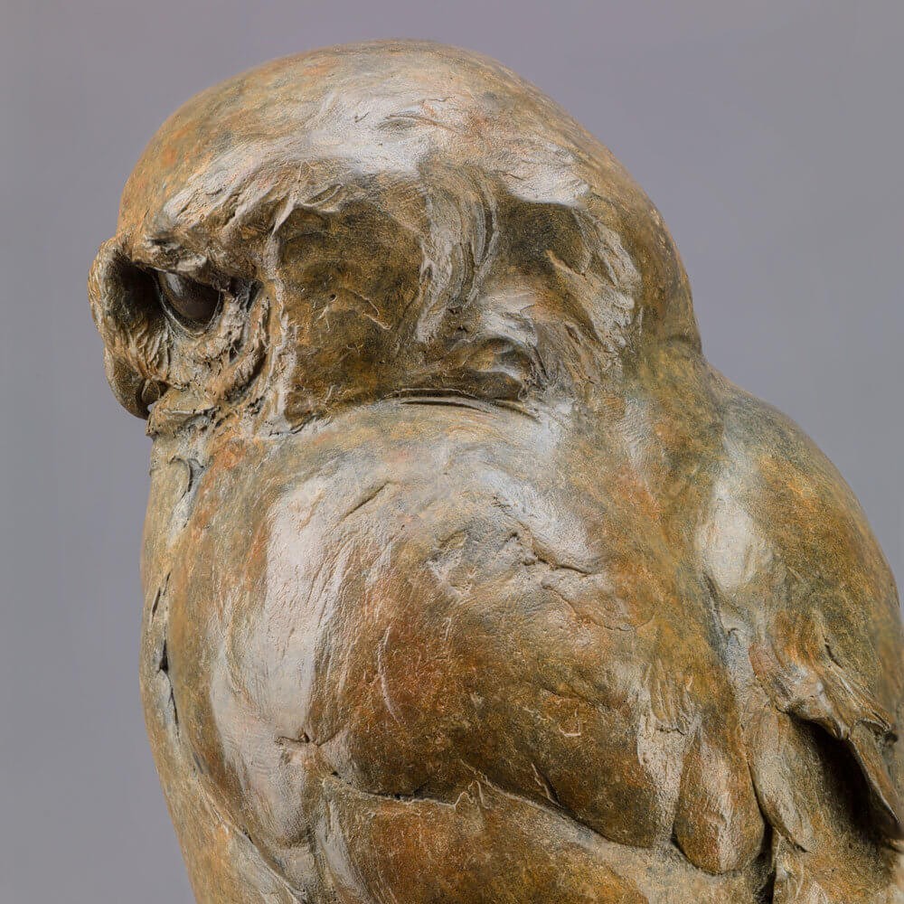 Little Owl II