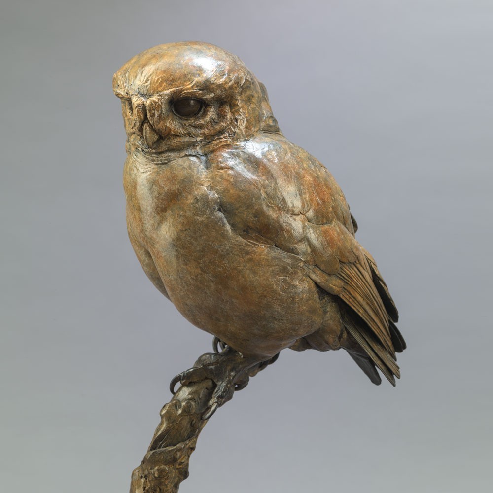 Little Owl II