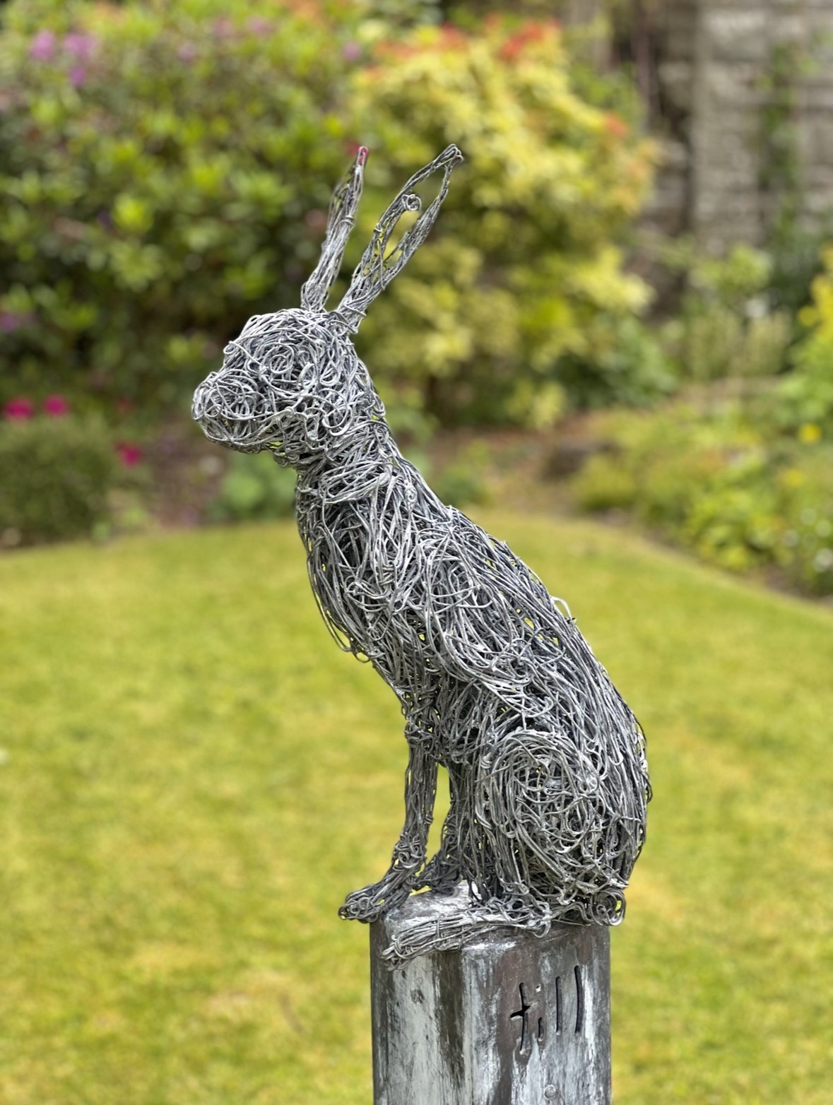 Hare