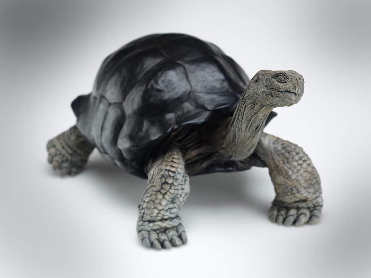 TORTOISE II